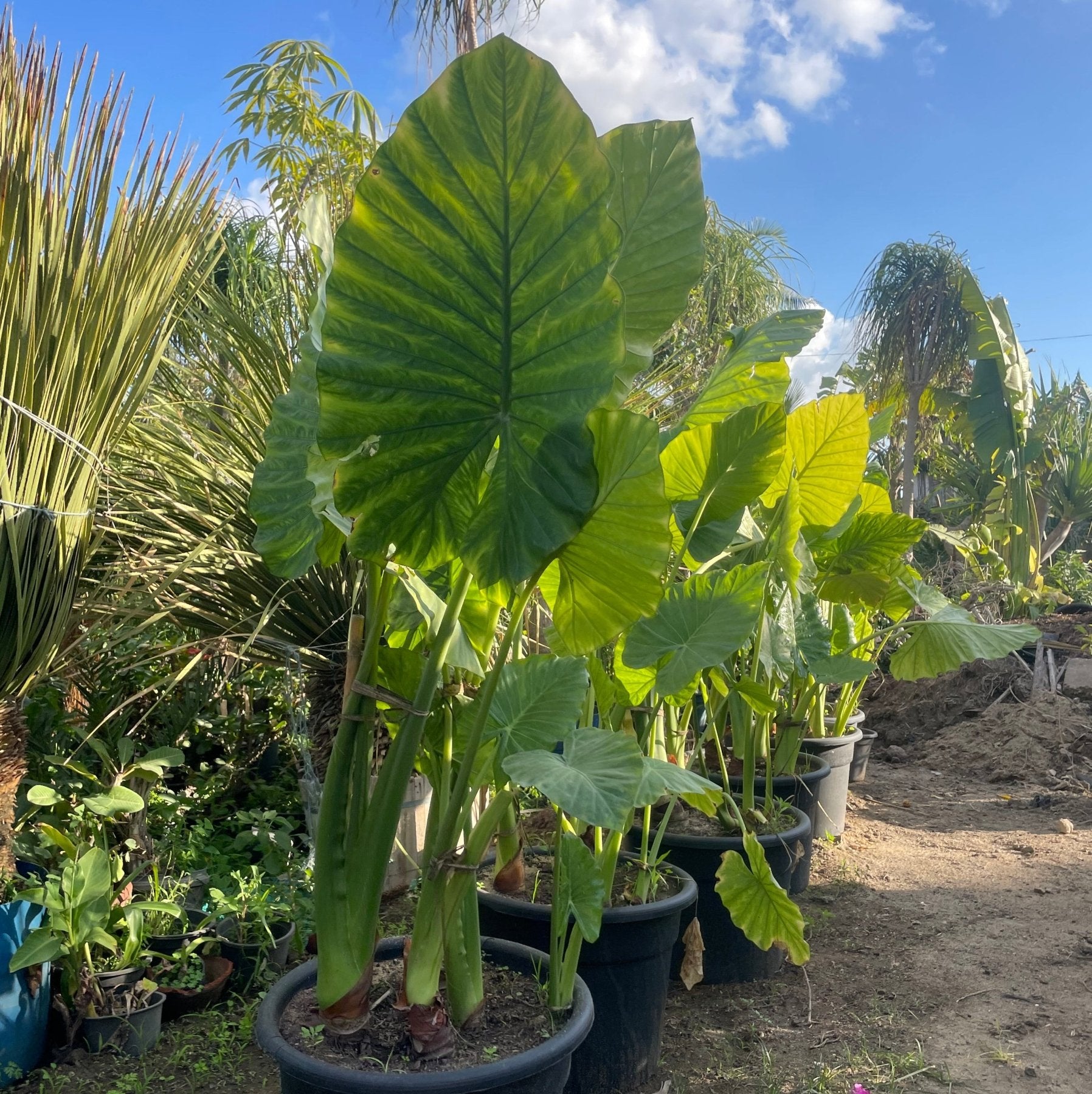 Alocasia - Green Mist