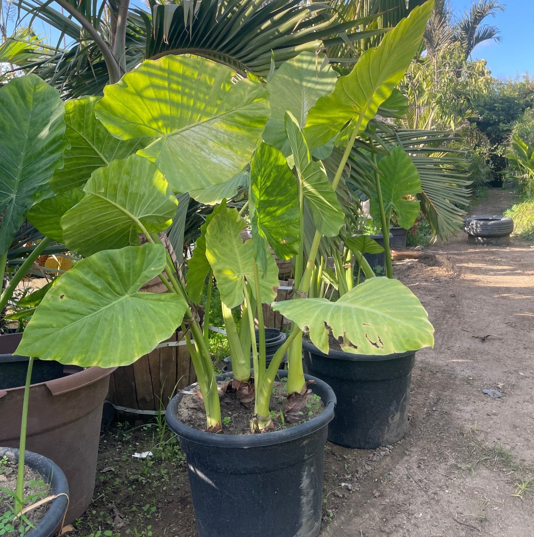 Alocasia - Green Mist