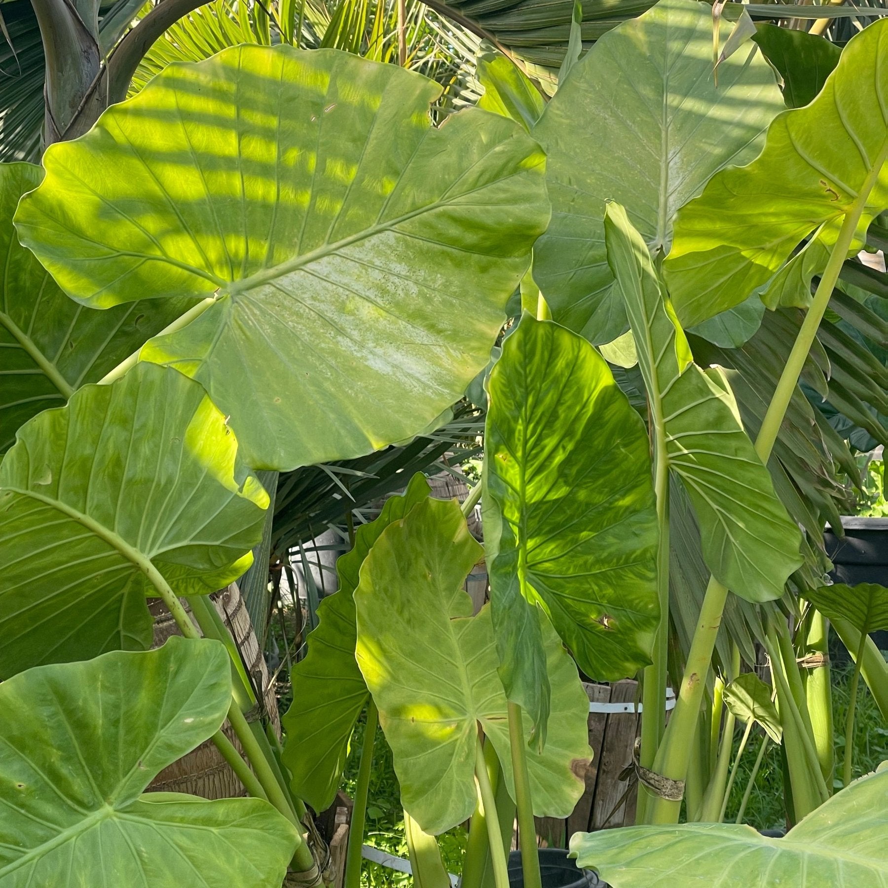 Alocasia - Green Mist