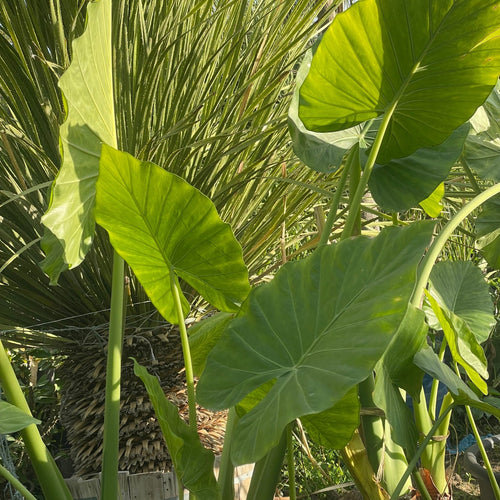 Alocasia - Green Mist
