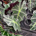 Alocasia Polly - الوكاسيا بولي - Green Mist