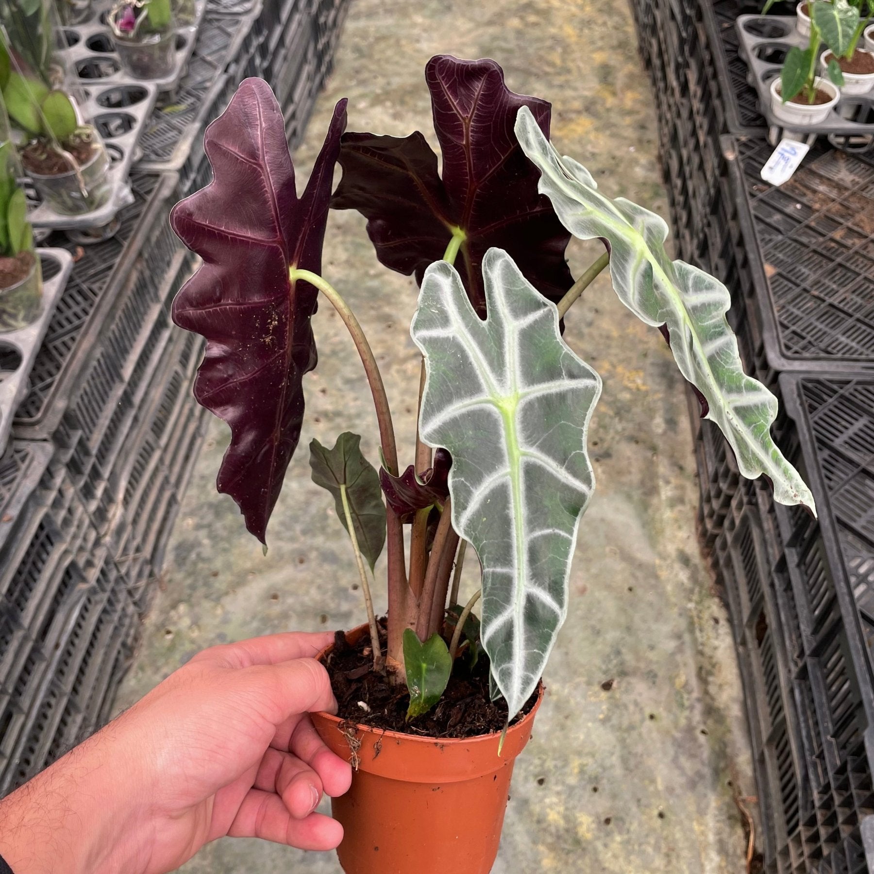 Alocasia Polly - الوكاسيا بولي - Green Mist