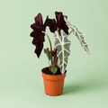 Alocasia Polly - الوكاسيا بولي - Green Mist