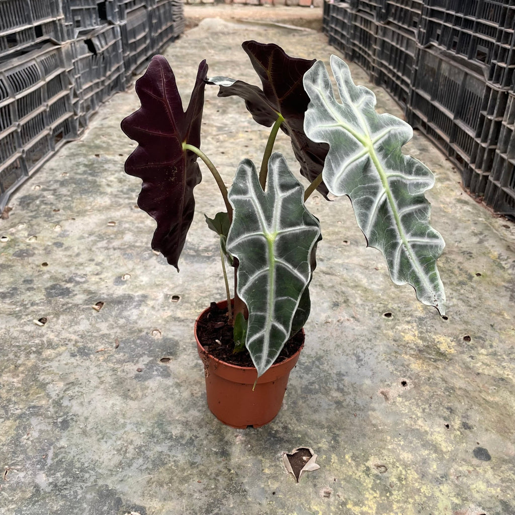 Alocasia Polly - الوكاسيا بولي - Green Mist