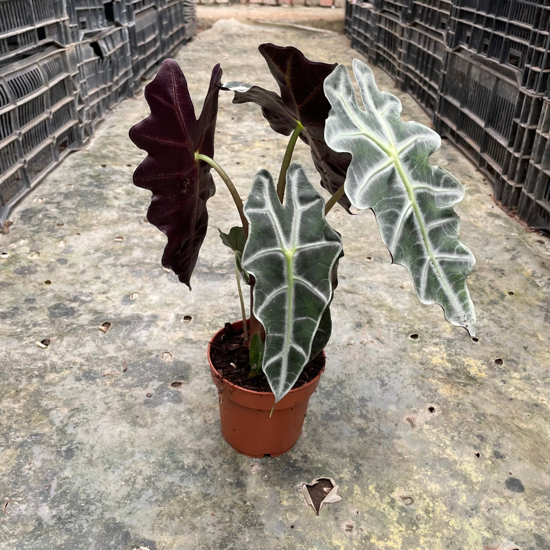 Alocasia Polly - الوكاسيا بولي - Green Mist
