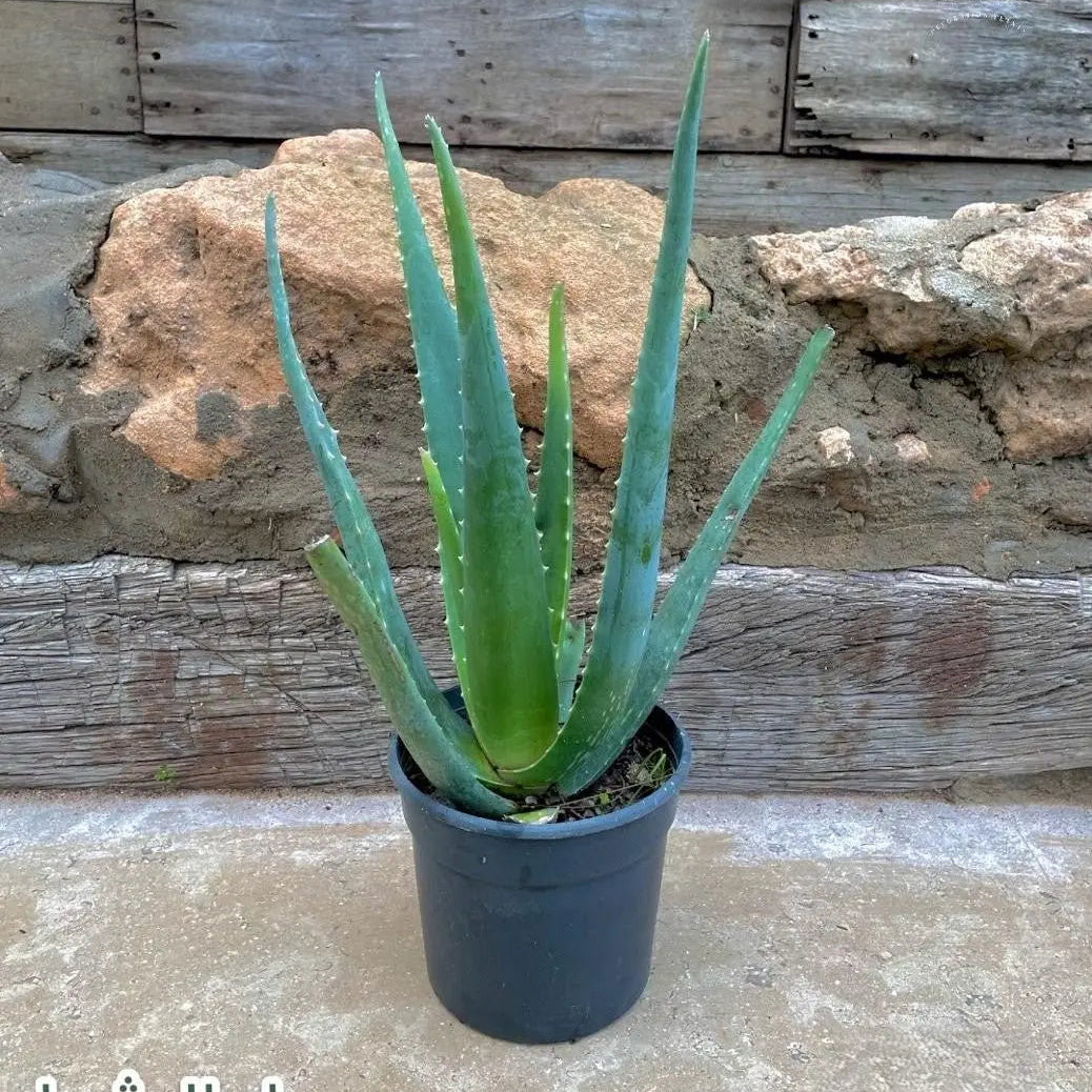 الوفيرا - Green Mist