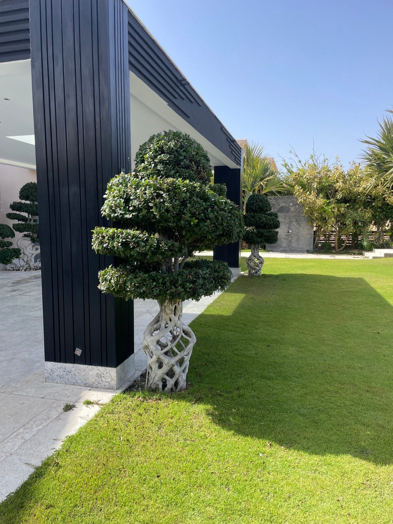 Ancient Bonsai - Green Mist