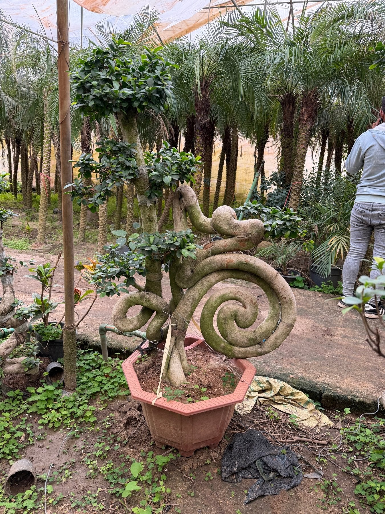 Ancient Bonsai - Green Mist