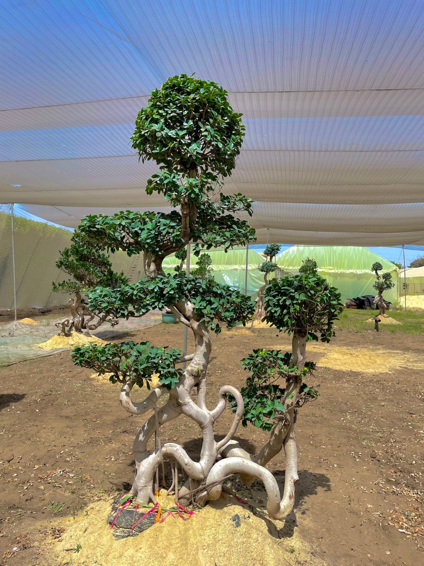 Ancient Bonsai - Green Mist