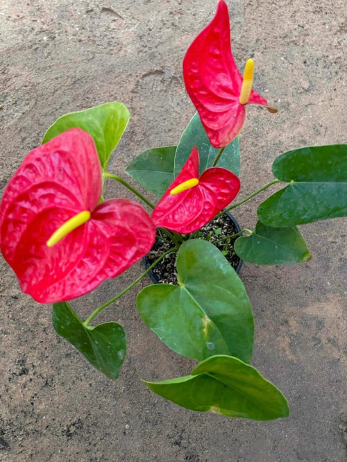 Anthurium - انثوريام - Green Mist