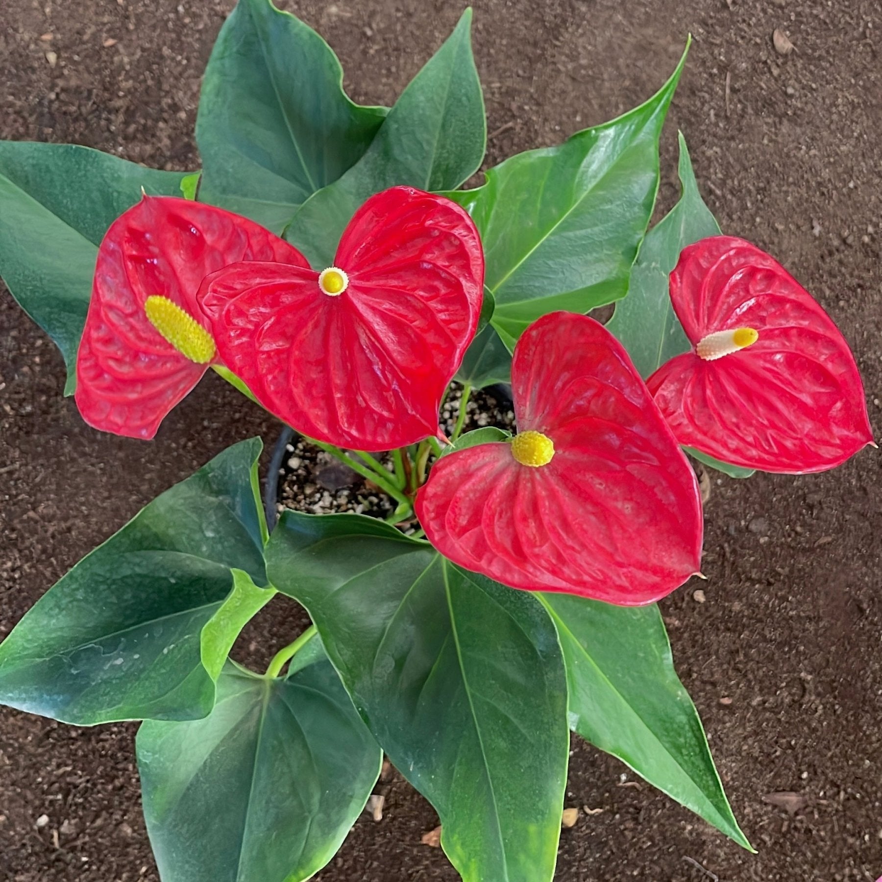 Anthurium - انثوريام - Green Mist