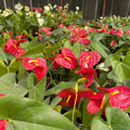Anthurium - انثوريام - Green Mist