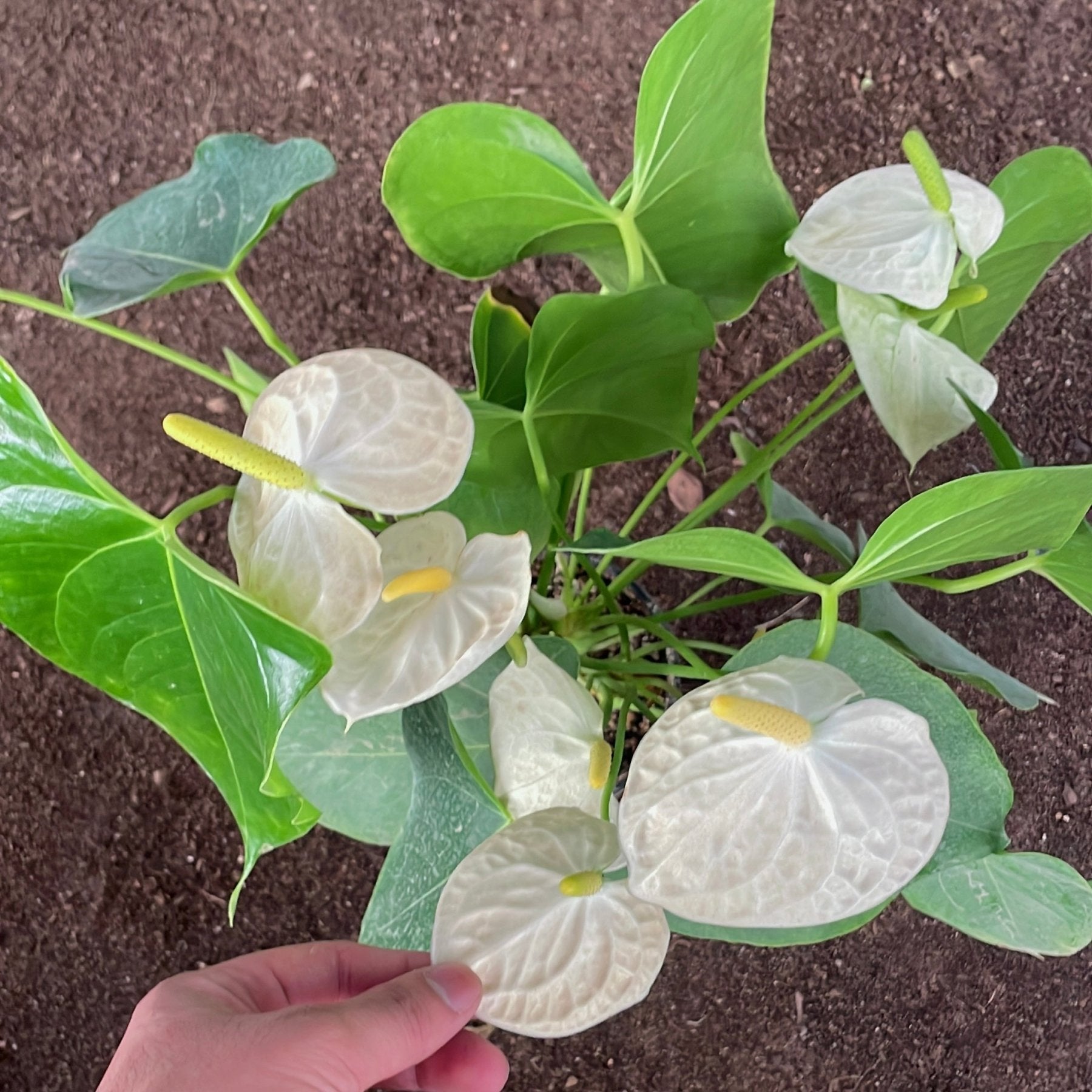 Anthurium - انثوريام - Green Mist