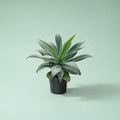 Antonia - أنطوانا (Agave attenuata)