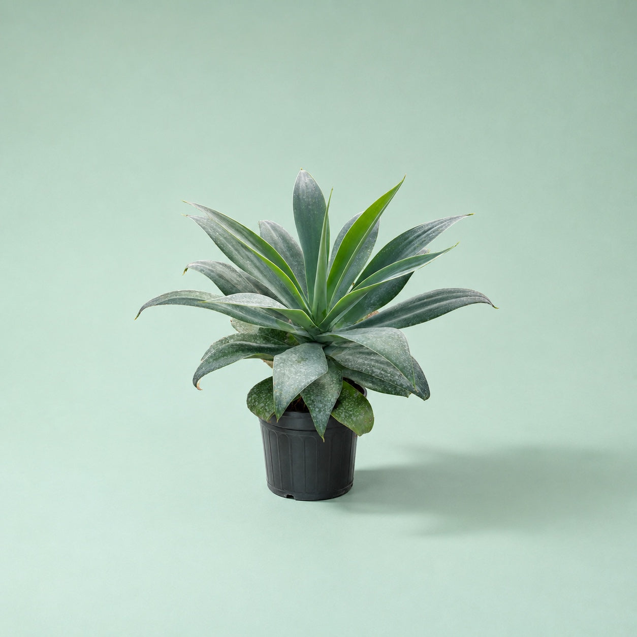 Antonia - أنطوانا (Agave attenuata)