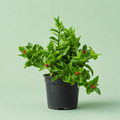 Aptenia plant - حي العلم