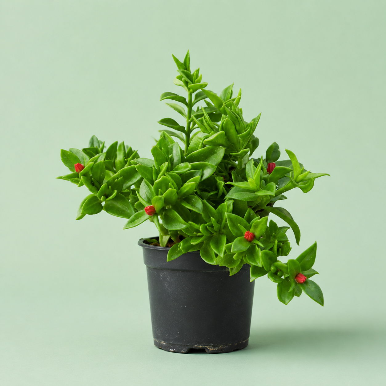Aptenia plant - حي العلم