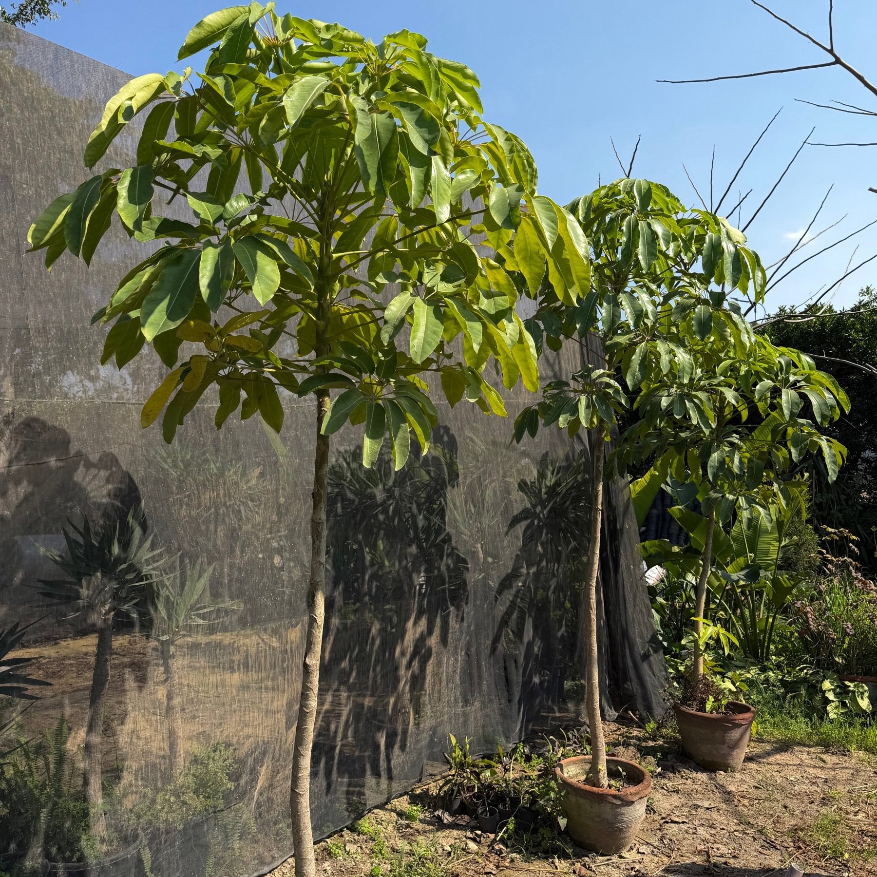 Aralia Tree - Green Mist