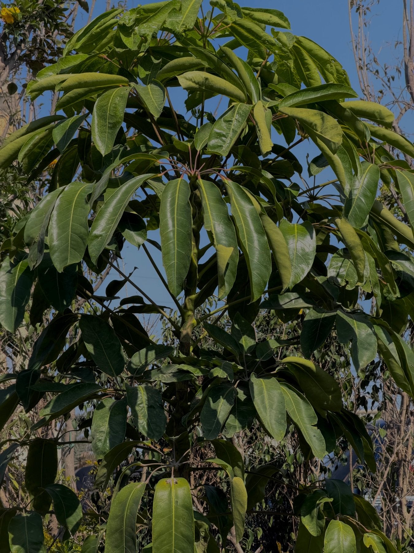 Aralia Tree - Green Mist