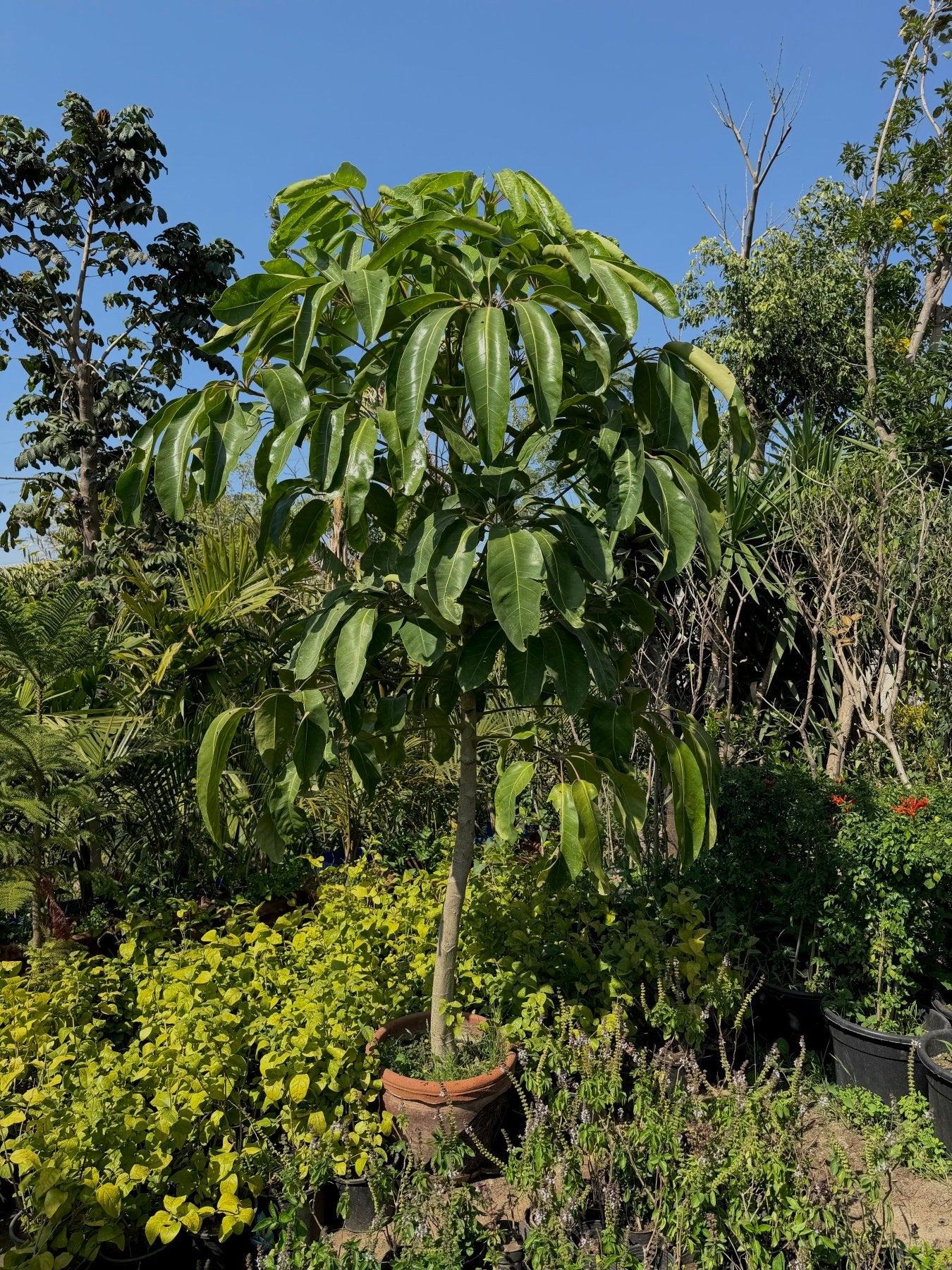Aralia Tree - Green Mist