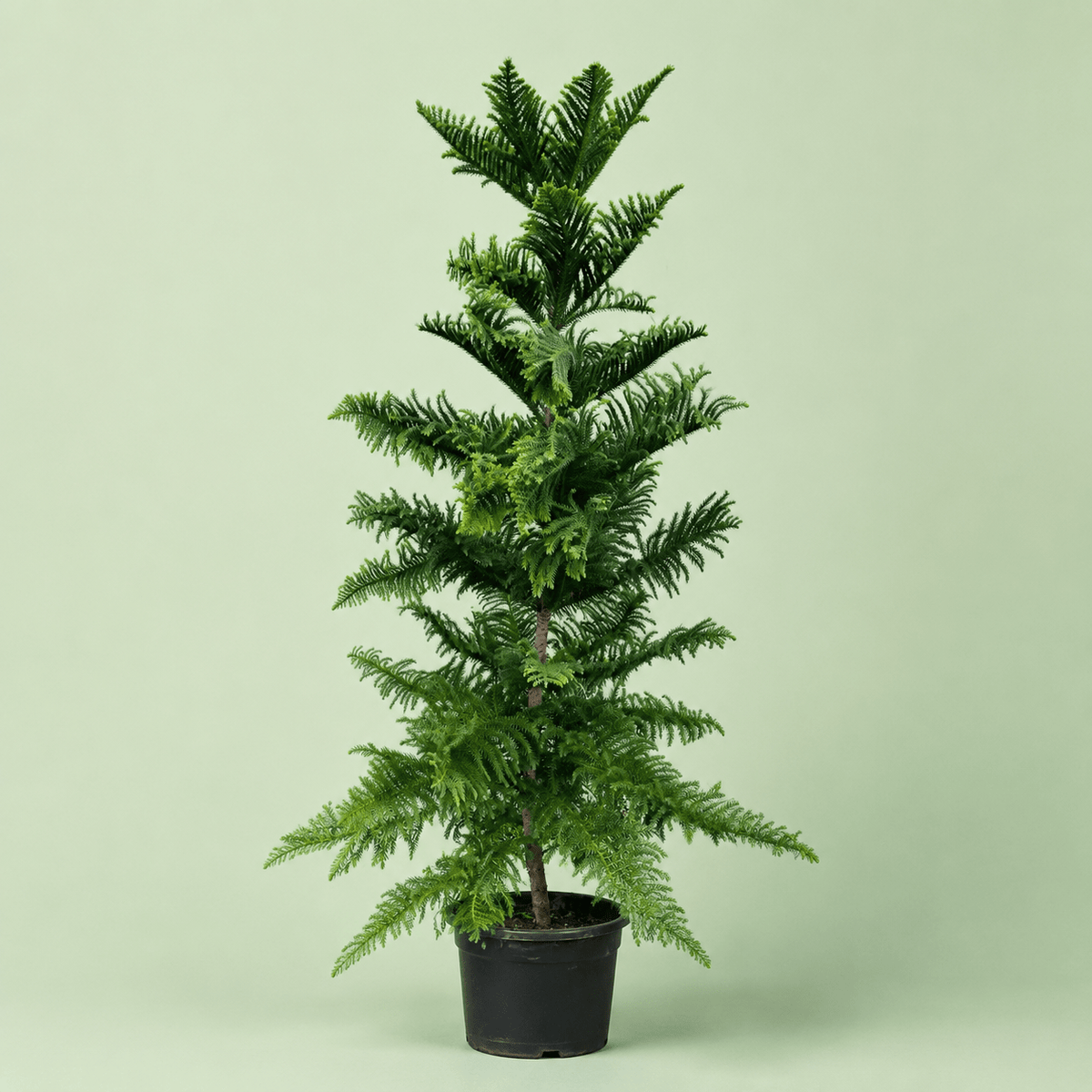 Araucaria - اروكاريا - Green Mist