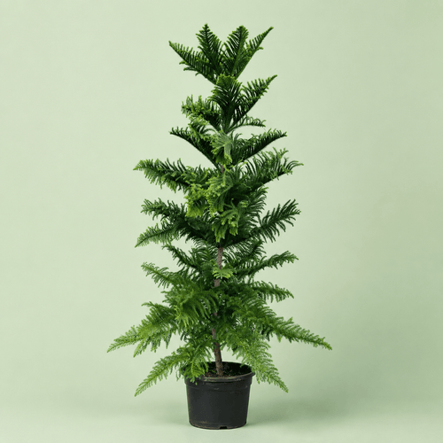 Araucaria - اروكاريا - Green Mist