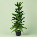 Araucaria plant - اروكاريا