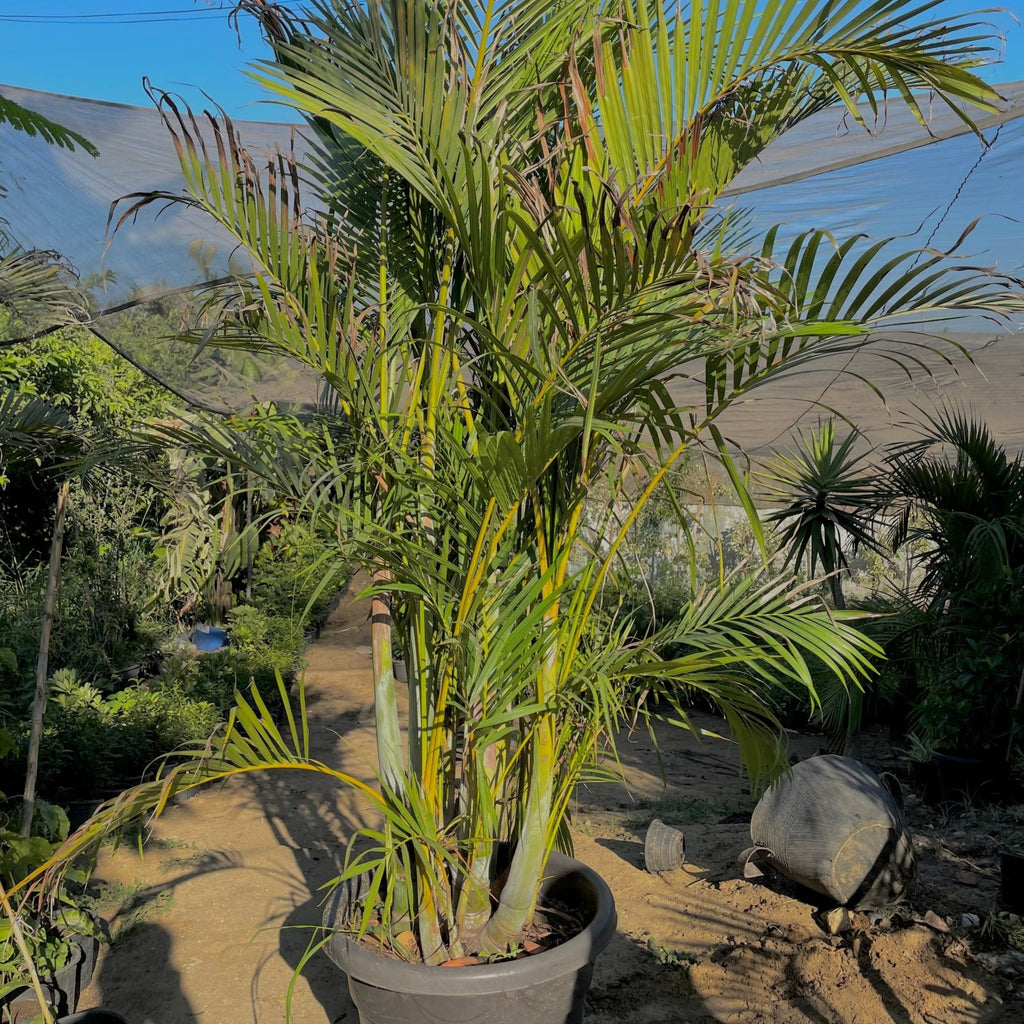 Areca Palm - Green Mist