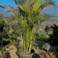 Areca Palm - Green Mist
