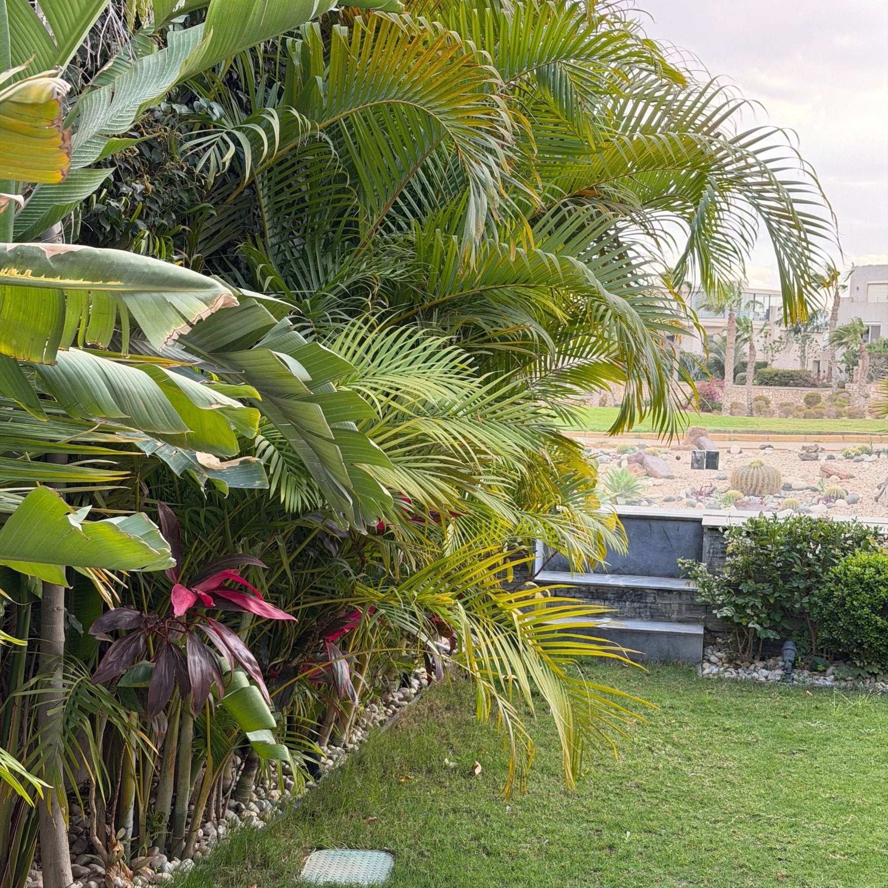 Areca Palm - Green Mist