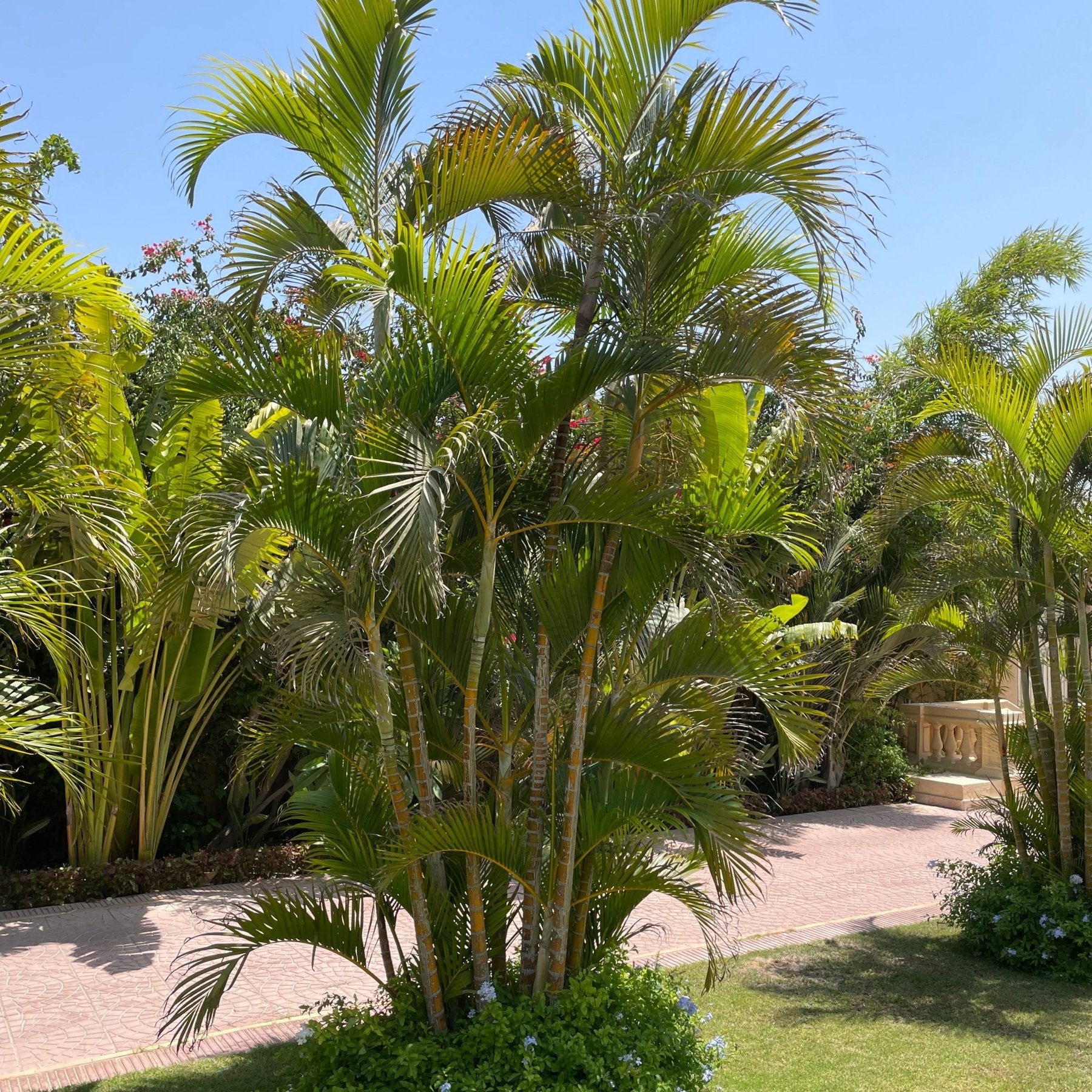 Areca Palm - Green Mist