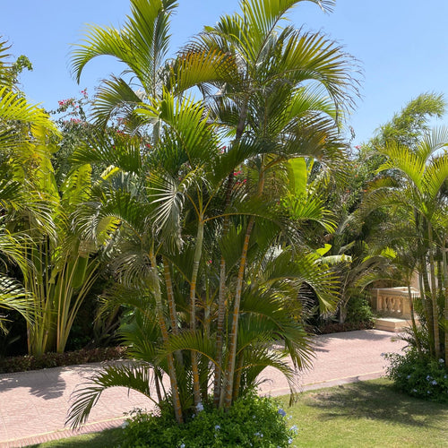 Areca Palm - Green Mist