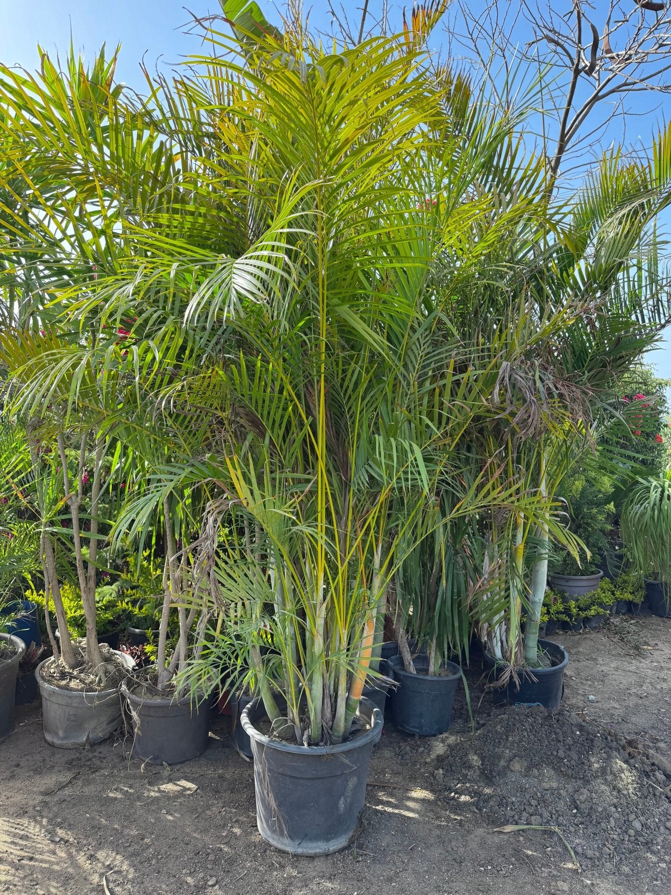 Areca Palm - Green Mist