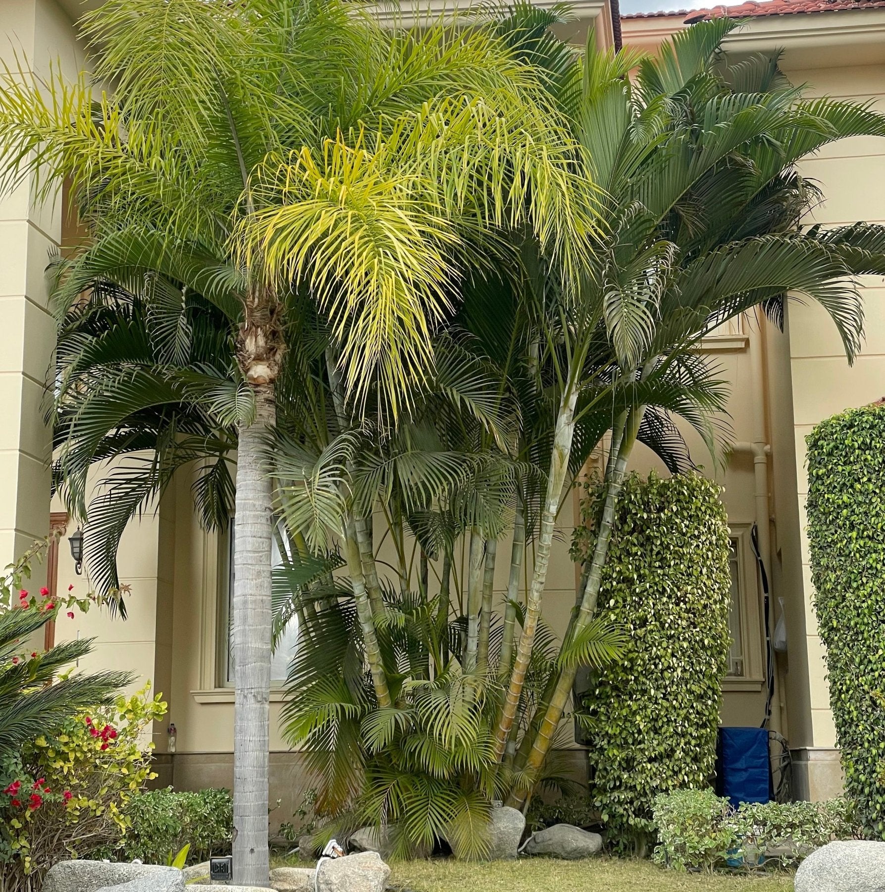 Areca Palm - Green Mist