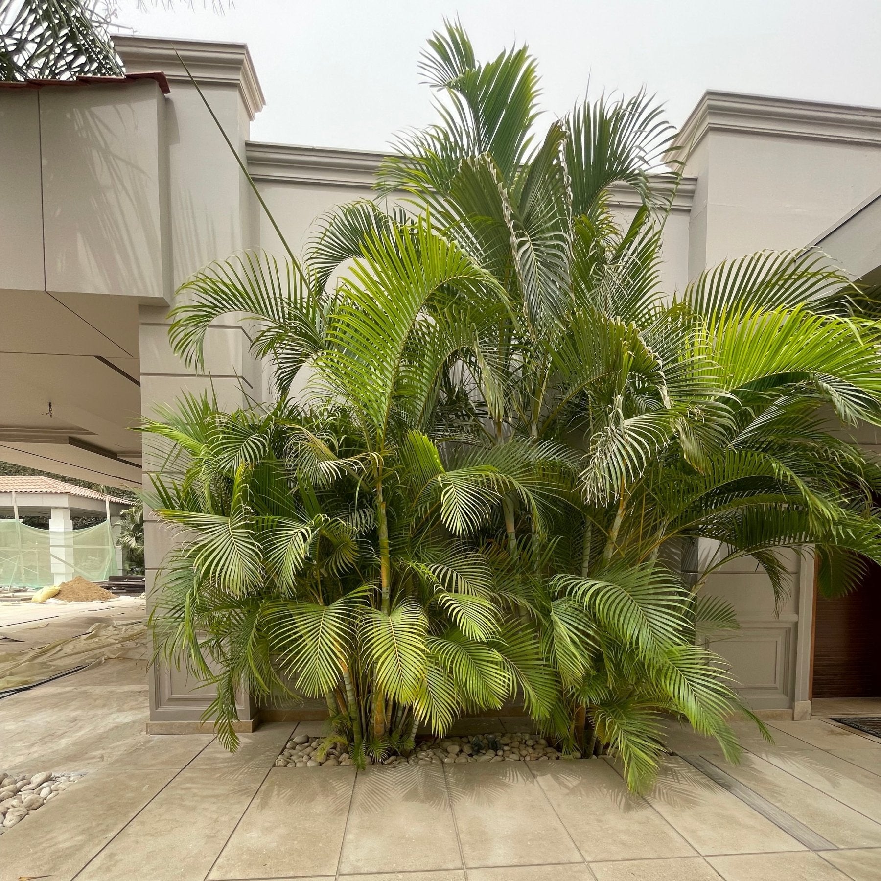 Areca Palm - Green Mist