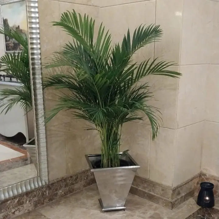 Areca Palm - نخلة اريكا - Green Mist