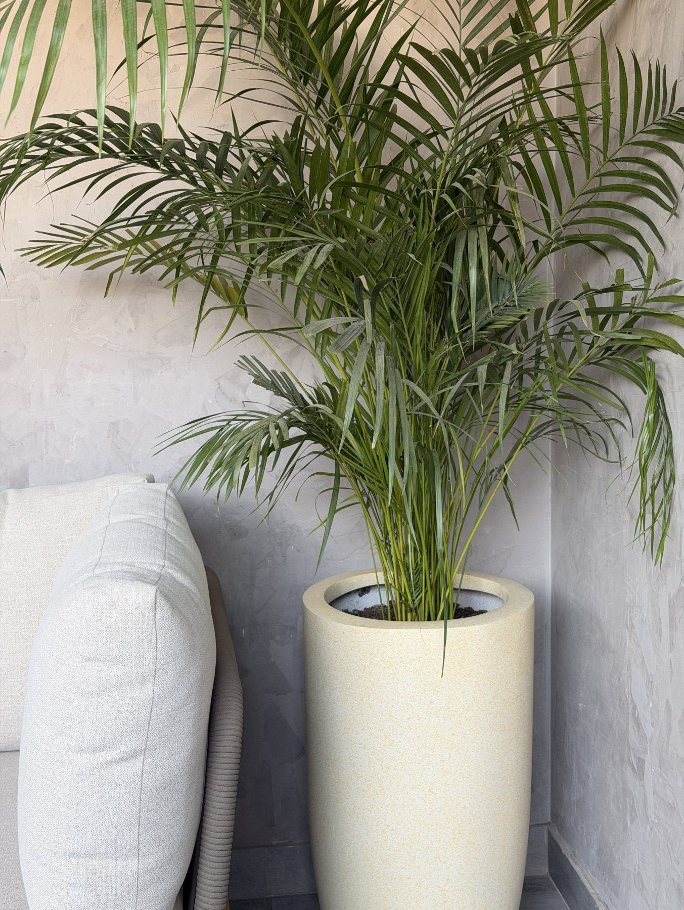 Areca Palm - نخلة اريكا - Green Mist