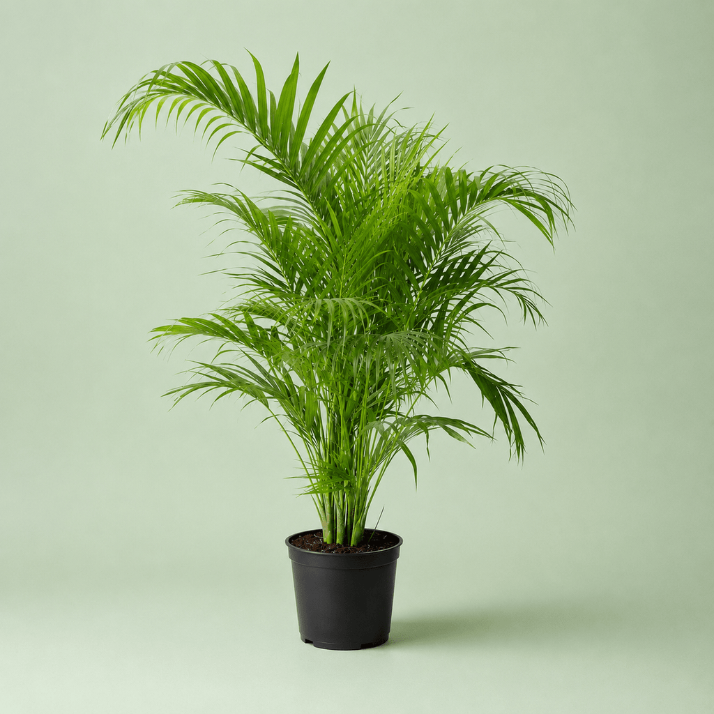 Areca Palm - نخلة اريكا - Green Mist