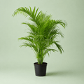 Areca Palm - نخلة اريكا - Green Mist
