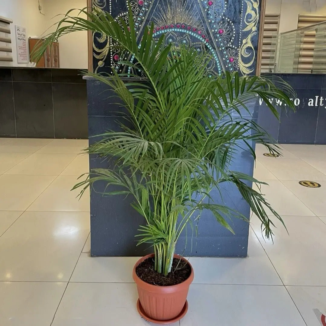 Areca Palm - نخلة اريكا - Green Mist