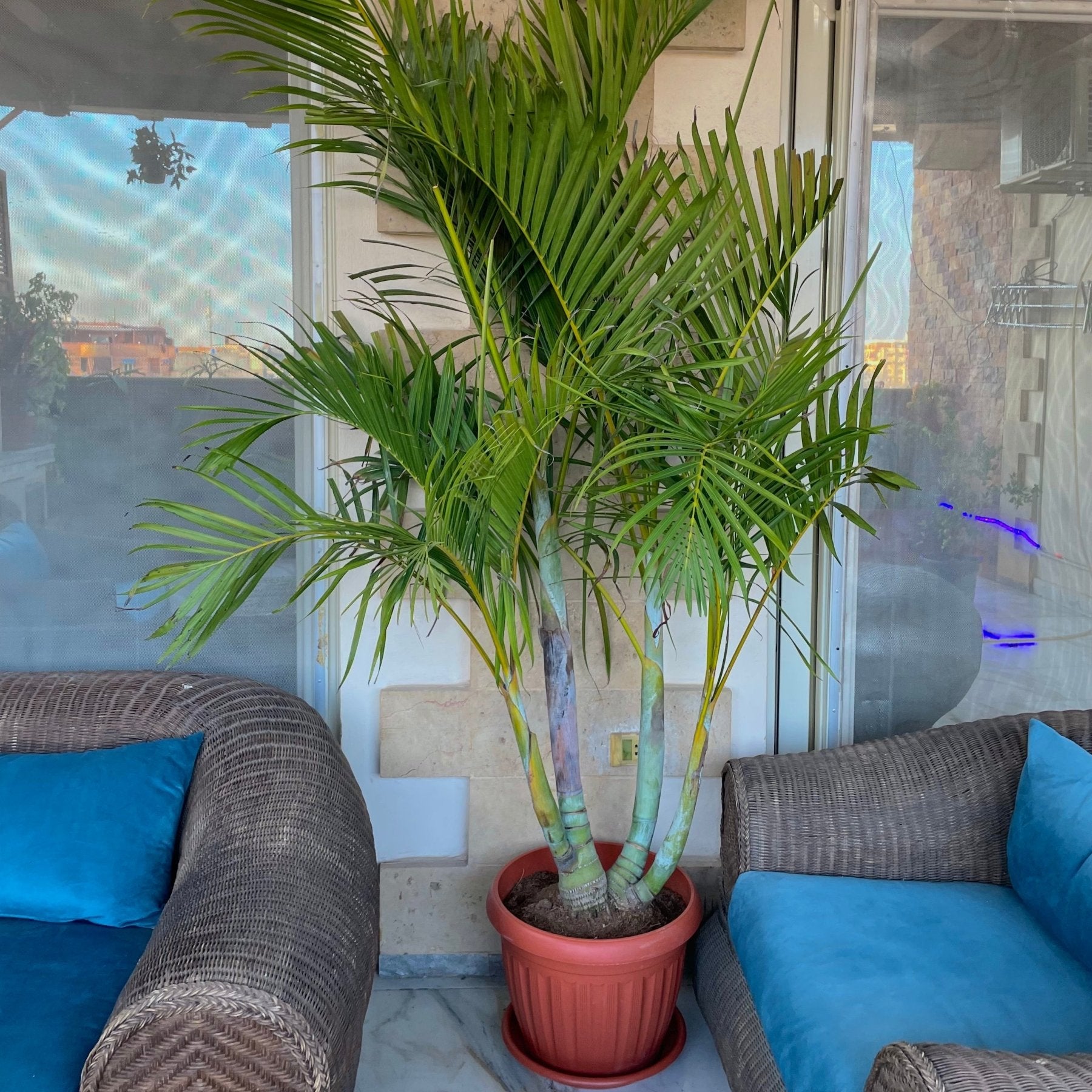 Areca Palm - نخلة اريكا - Green Mist