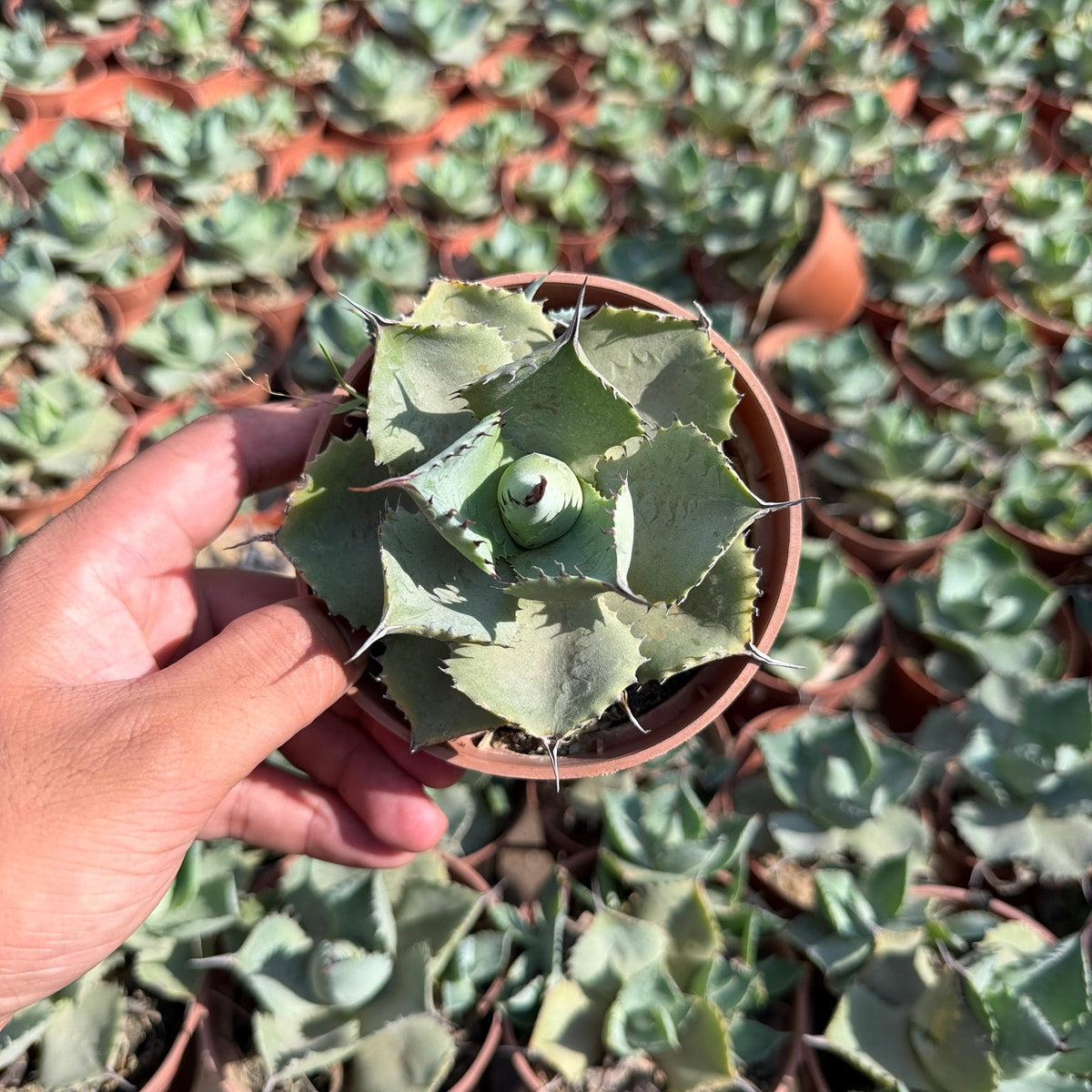Artichoke Agave - Green Mist