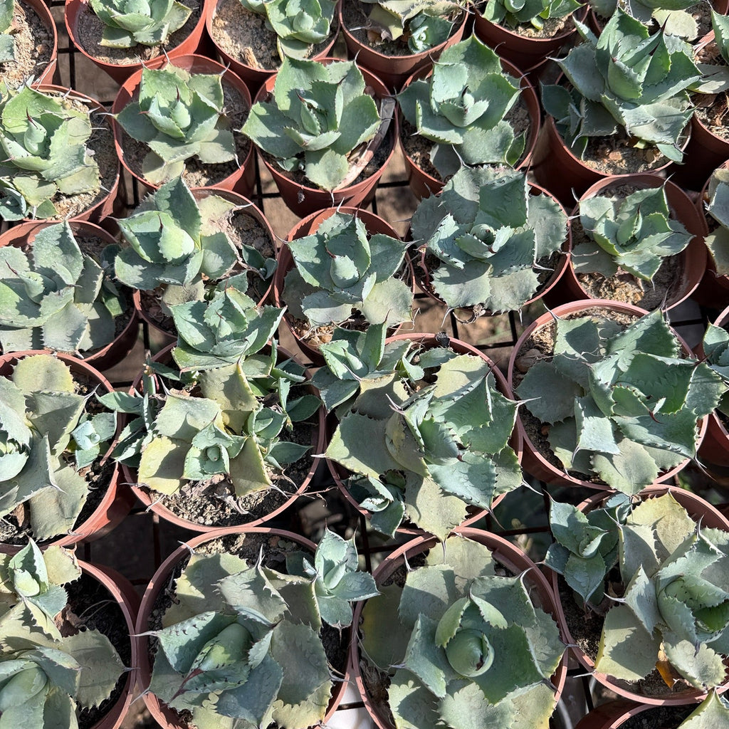 Artichoke Agave - Green Mist