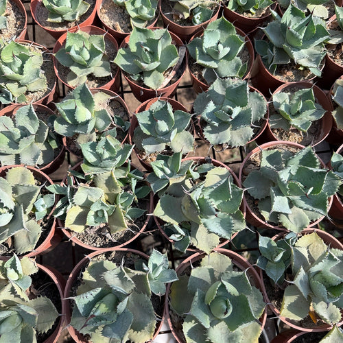 Artichoke Agave - Green Mist