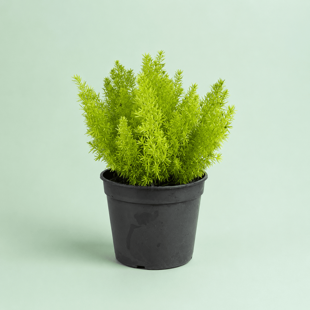 Asparagus - سبرجاس - Green Mist