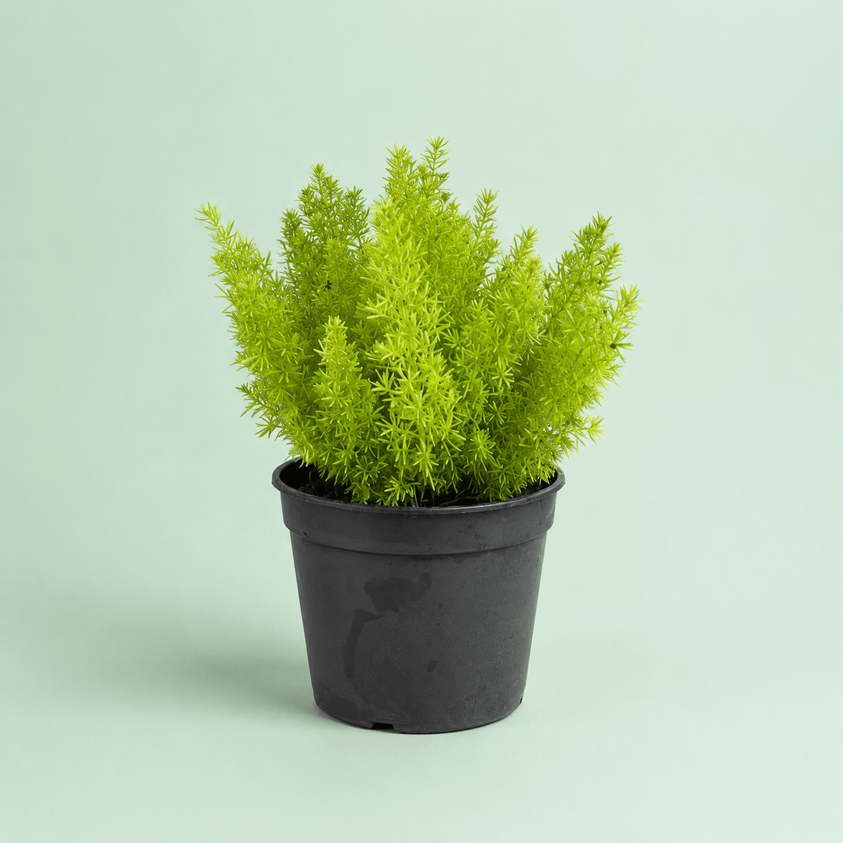 Asparagus - سبرجاس - Green Mist