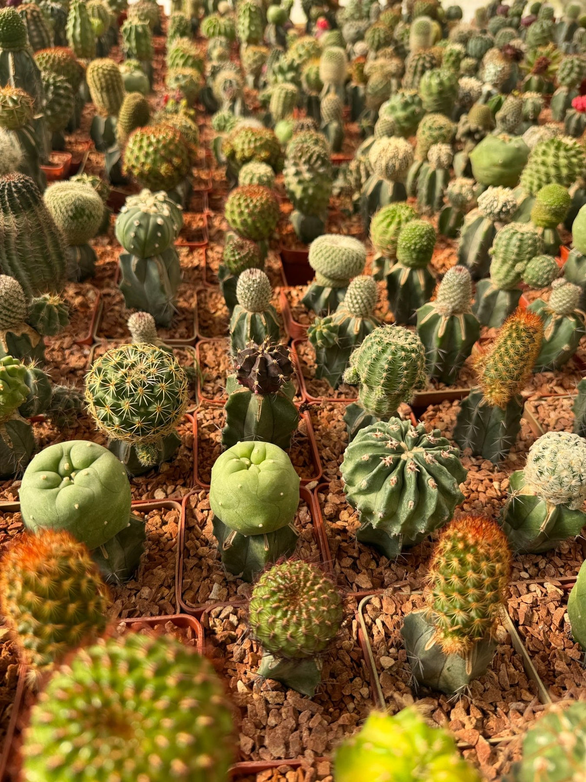 Assorted Grafted Cactus Local - Green Mist