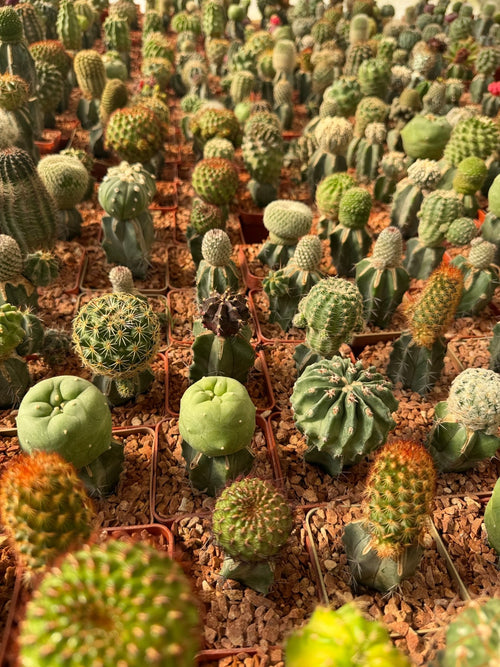 Assorted Grafted Cactus Local - Green Mist