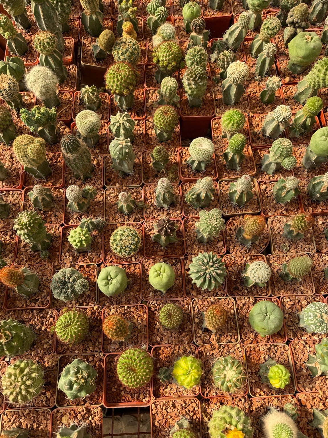 Assorted Grafted Cactus Local - Green Mist