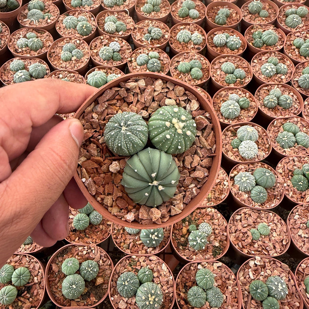 Astrophytum Asterias - Green Mist